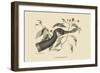Canada Goose-Mark Catesby-Framed Art Print