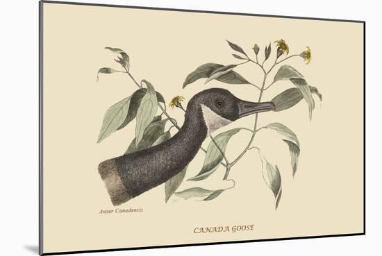 Canada Goose-Mark Catesby-Mounted Art Print
