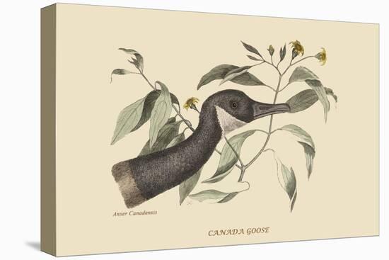 Canada Goose-Mark Catesby-Stretched Canvas