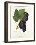 Canada Grape-J. Troncy-Framed Giclee Print