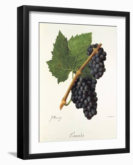 Canada Grape-J. Troncy-Framed Giclee Print