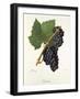 Canada Grape-J. Troncy-Framed Giclee Print