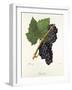 Canada Grape-J. Troncy-Framed Giclee Print