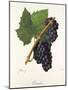 Canada Grape-J. Troncy-Mounted Giclee Print