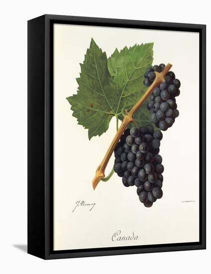 Canada Grape-J. Troncy-Framed Stretched Canvas