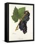 Canada Grape-J. Troncy-Framed Stretched Canvas