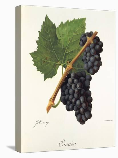 Canada Grape-J. Troncy-Stretched Canvas