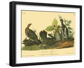 Canada Grouse-John James Audubon-Framed Art Print
