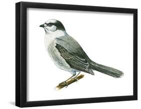 Canada Jay (Perisoreus Canadensis), Birds-Encyclopaedia Britannica-Framed Poster