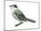 Canada Jay (Perisoreus Canadensis), Birds-Encyclopaedia Britannica-Mounted Poster