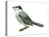 Canada Jay (Perisoreus Canadensis), Birds-Encyclopaedia Britannica-Stretched Canvas