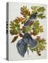 Canada Jay-John James Audubon-Stretched Canvas