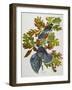 Canada Jay-John James Audubon-Framed Giclee Print