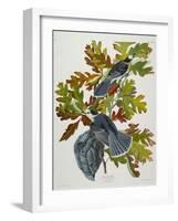 Canada Jay-John James Audubon-Framed Giclee Print