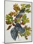 Canada Jay-John James Audubon-Mounted Giclee Print