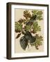 Canada Jay-null-Framed Giclee Print