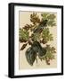 Canada Jay-null-Framed Giclee Print