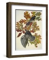 Canada Jay-John James Audubon-Framed Art Print