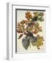 Canada Jay-John James Audubon-Framed Art Print