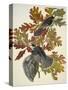 Canada Jay-John James Audubon-Stretched Canvas