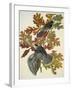 Canada Jay-John James Audubon-Framed Art Print