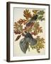 Canada Jay-John James Audubon-Framed Art Print