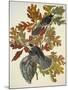 Canada Jay-John James Audubon-Mounted Art Print