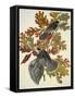 Canada Jay-John James Audubon-Framed Stretched Canvas