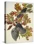 Canada Jay-John James Audubon-Stretched Canvas