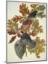 Canada Jay-John James Audubon-Mounted Art Print