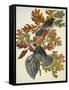 Canada Jay-John James Audubon-Framed Stretched Canvas