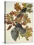 Canada Jay-John James Audubon-Stretched Canvas