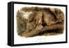 Canada Lynx, 1846-John James Audubon-Framed Stretched Canvas