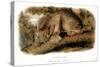 Canada Lynx, 1846-John James Audubon-Stretched Canvas