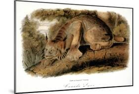 Canada Lynx, 1846-John James Audubon-Mounted Giclee Print