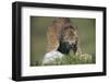 Canada Lynx Crouches down to Stalk Food-W. Perry Conway-Framed Photographic Print