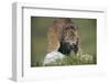 Canada Lynx Crouches down to Stalk Food-W. Perry Conway-Framed Photographic Print