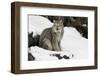 Canada Lynx in winter, Montana-Adam Jones-Framed Photographic Print