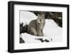Canada Lynx in winter, Montana-Adam Jones-Framed Photographic Print