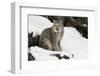 Canada Lynx in winter, Montana-Adam Jones-Framed Photographic Print