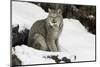 Canada Lynx in winter, Montana-Adam Jones-Mounted Photographic Print