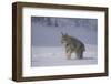 Canada Lynx Walking in Snow-DLILLC-Framed Photographic Print