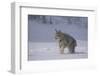 Canada Lynx Walking in Snow-DLILLC-Framed Photographic Print