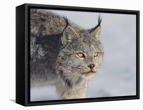 Canada Lynx-DLILLC-Framed Stretched Canvas