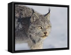 Canada Lynx-DLILLC-Framed Stretched Canvas