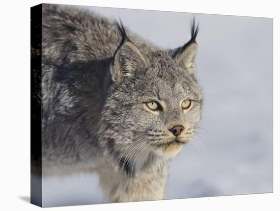 Canada Lynx-DLILLC-Stretched Canvas