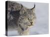 Canada Lynx-DLILLC-Stretched Canvas