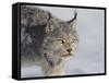 Canada Lynx-DLILLC-Framed Stretched Canvas