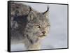 Canada Lynx-DLILLC-Framed Stretched Canvas