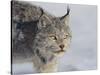 Canada Lynx-DLILLC-Stretched Canvas